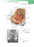 Sobotta  Atlas of Human Anatomy  Trunk, Viscera,Lower Limb Volume2 2006, page 260